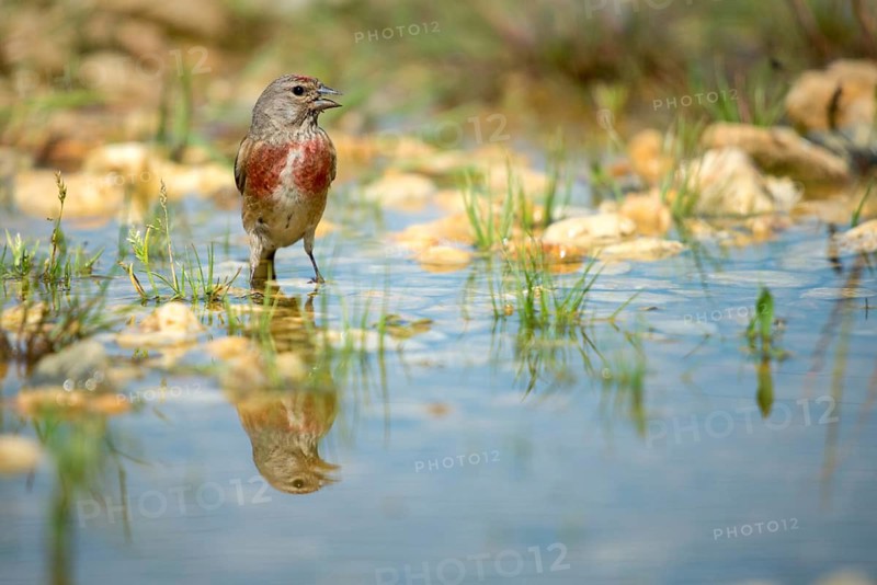 Acanthis cannabina, bloodtail, linaria cannabina, linnet, bath, bird bath, birds, hanfling, male, mirror, male, passeri, songbirds, songbirds, reflection, drinking, birdbath, birds, watering place