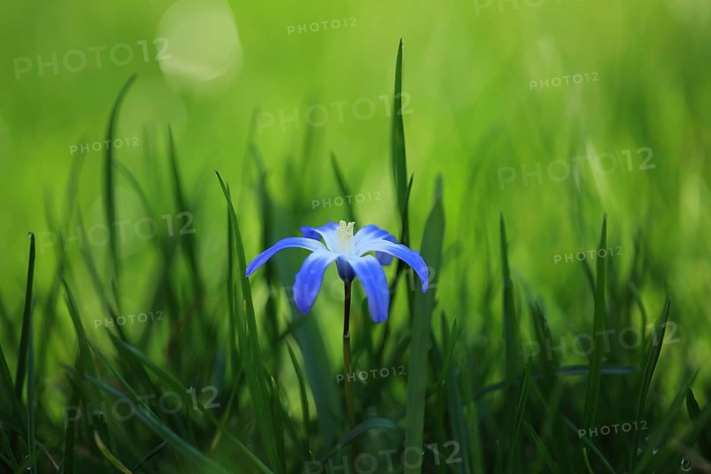 A blue flower amidst the grass, bathed in natural light: Snowdrop (Chionodoxa luciliae), Baden-Württemberg, Germany