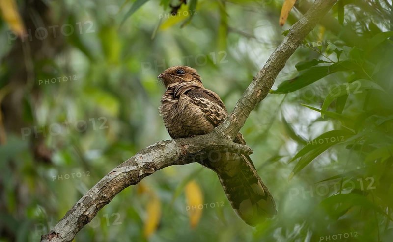 Large-tailed Nightjar (Caprimulgus macrurus) perched on a tree branch, sreepur, Gazipur, Bangladesh