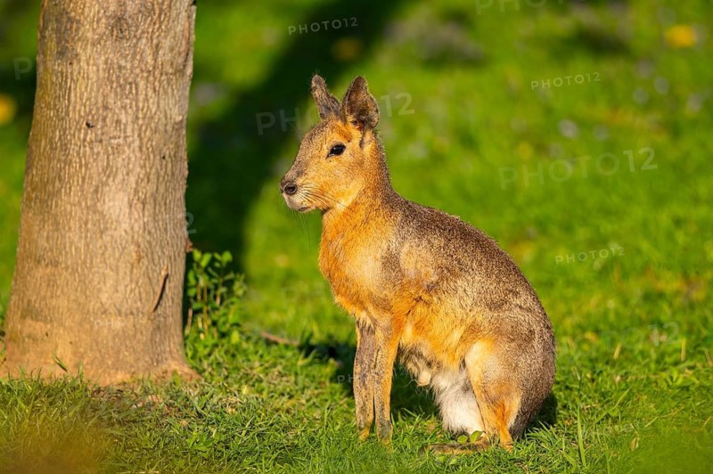 Greater capybara (Hydrochoerus hydrochaeris) on a meadow, Germany