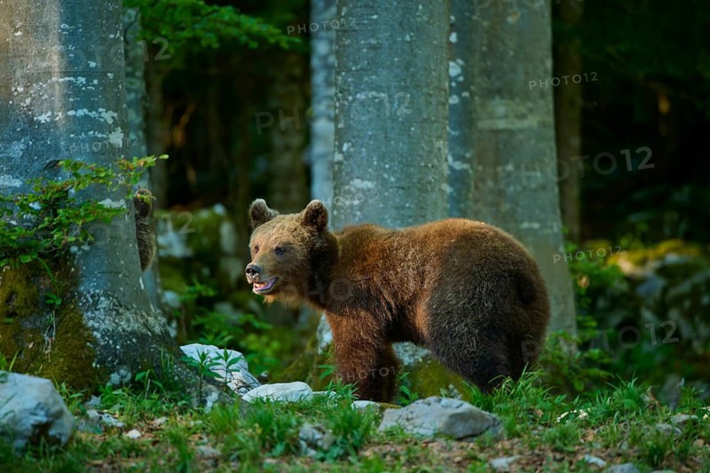 A brown bear stands alertly amongst the trees in a dense forest, European brown bear (Ursus arctos), Slovenia