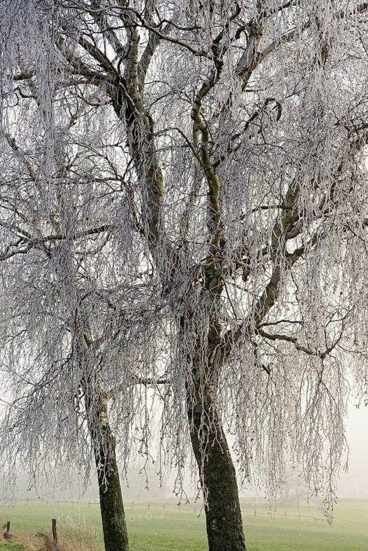 Birch trees (Betula), with icicle-covered branches and twigs, North Rhine-Westphalia, Germany