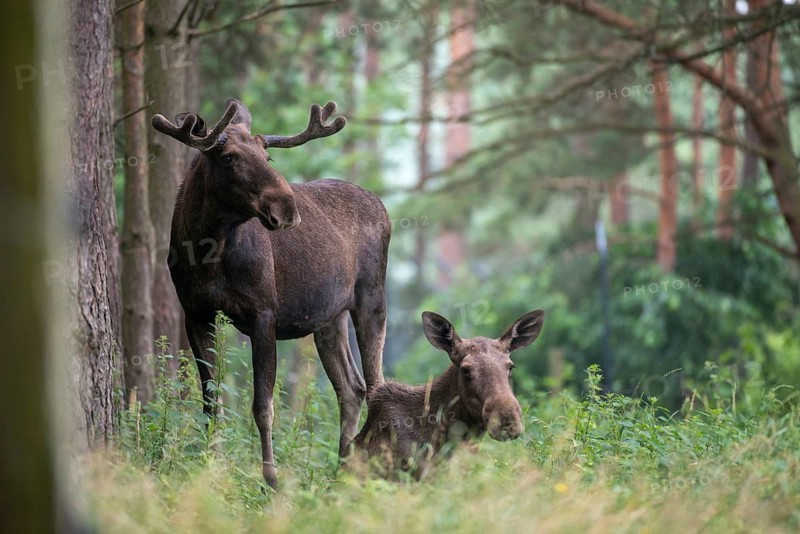 Alces alces, artiodactyla, elk, even-toed ungulates, mosses, cloven-hoofed animals, mammals