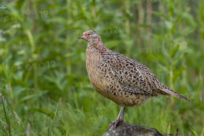 A female pheasant (Phasianus colchicus) stands relaxed on a tree root, exposed, May, Germany