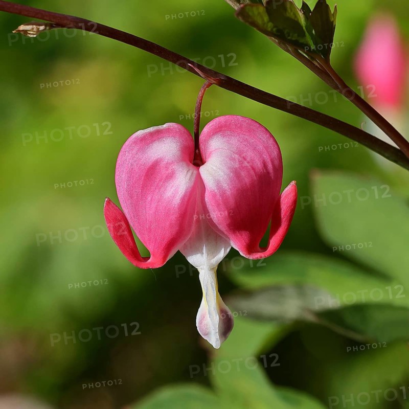 Watering Heart (Lamprocapnos spectabilis), flower in a garden, Wilnsdorf, North Rhine-Westphalia, Germany