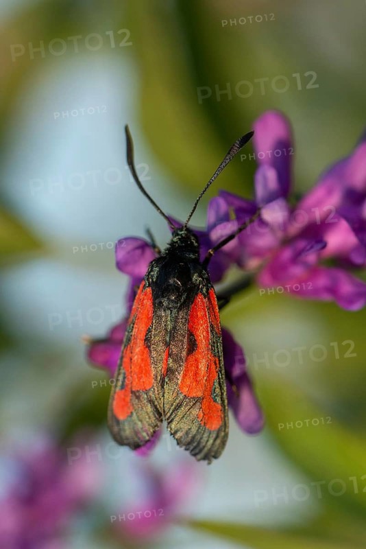 Thyme ram, transparent burnet, zygaena purpuralis, blood droplets, butterfly, high size, portrait format, insects, moths, moths, moths, moths, butterfly, ram