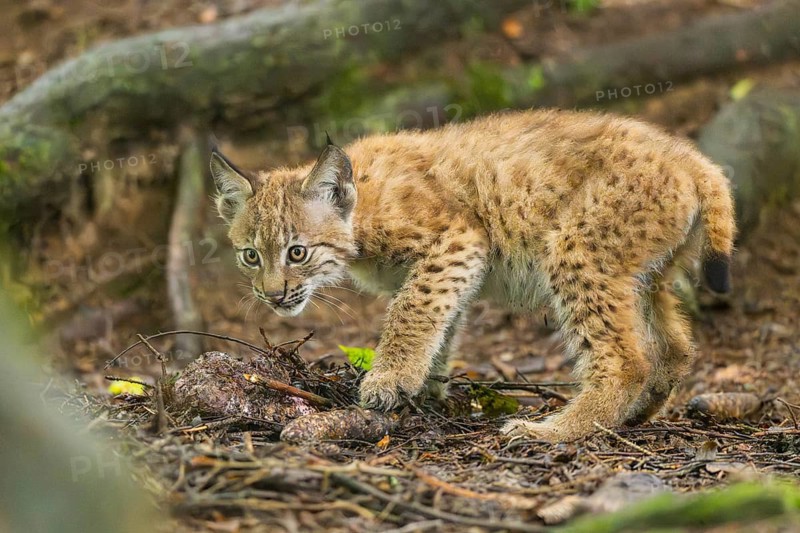 Eurasian lynx (Lynx lynx) youngsters (cub) standing in a forest, Bavaria, Germany