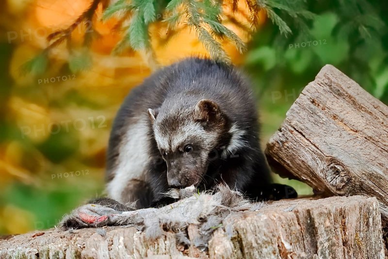 Wolverine or bear marten (Gulo gulo) feeding on a carcass, captive, Germany