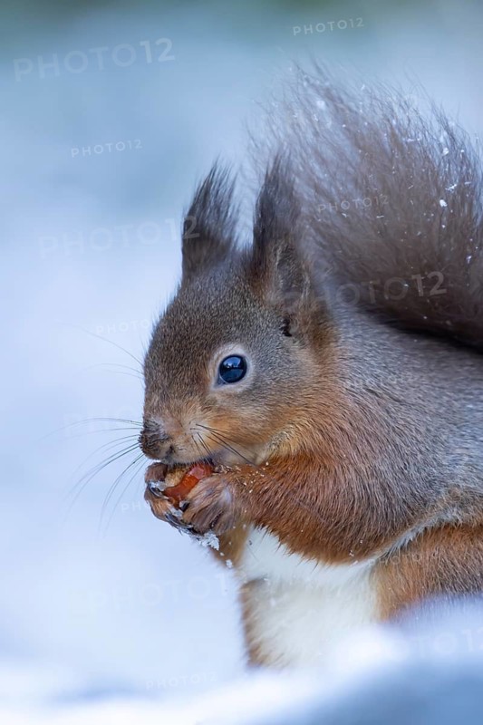 Red squirrel (Sciurus vulgaris) adult animal feeding on a hazelnut in a snow covered woodland in winter, England, United Kingdom