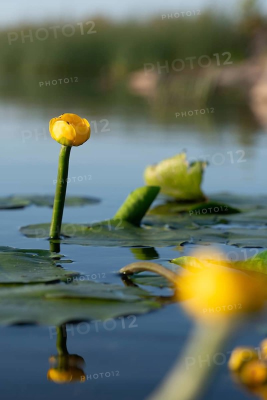Brandy bottle, yellow pond mummel, nuphar lutea, nymphaeaceae, water lily family, pond cord, pond mummel, yellow water lily, flora, yellow pond-rose, high size, portrait format, plants, pond-rose
