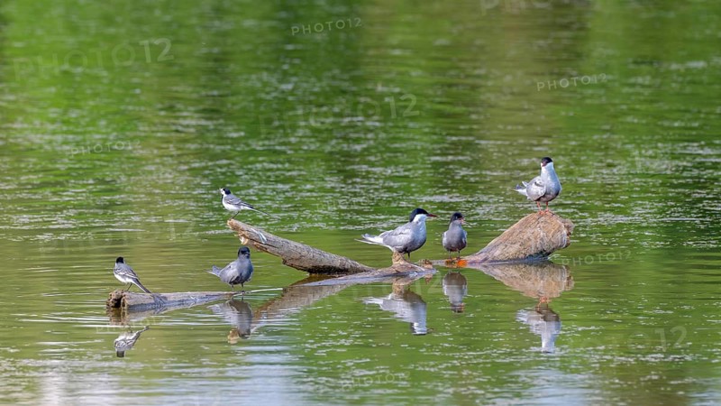 White-bearded tern (Chlidonias hybrida), black tern (Chlidonias niger), white wagtail (Motacilla alba), Großwilfersdorf Nature Reserve, Großwilfersdorf, Styria, Austria