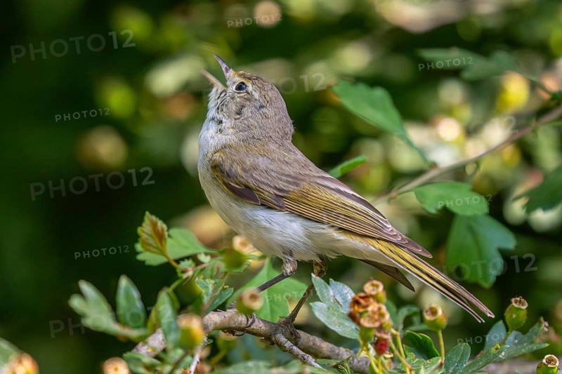 Western Bonelli's warbler (Phylloscopus bonelli) adult perched in bush and calling in spring, Spain