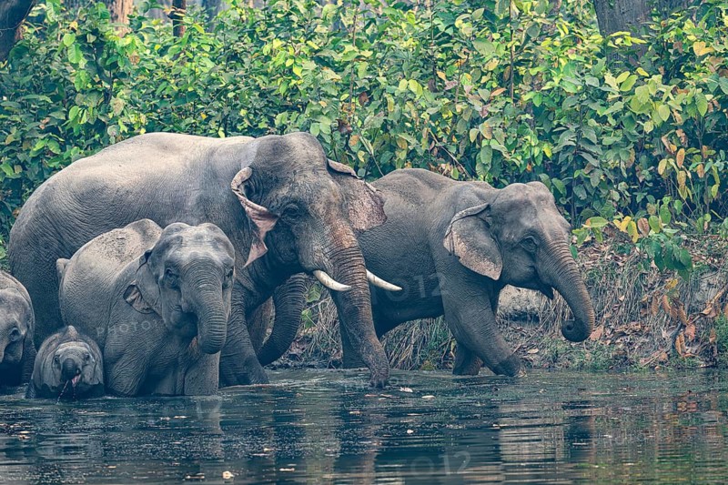 Wild elephant herd with young animals at watering hole, Asian elephant, Elephas maximus, Bardia National Park, jungle, jungle, Nepal