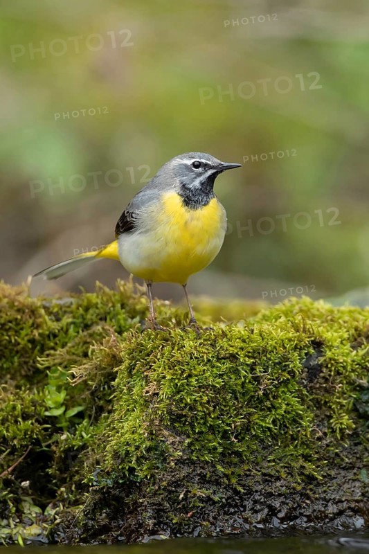 Grey wagtail (Motacilla cinerea) adult male bird on a rock in a river, England, United Kingdom