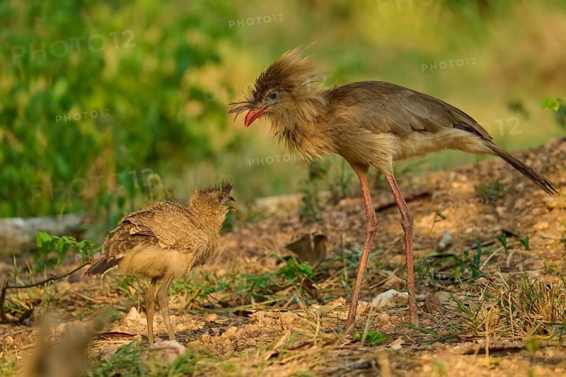 An adult and a juvenile of the same bird species communicating in a green setting: the red-footed cariama (Cariama cristata), Bonito, Pantanal, Brazil