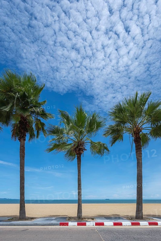 Palm trees and beach, Jomtien, Thailand