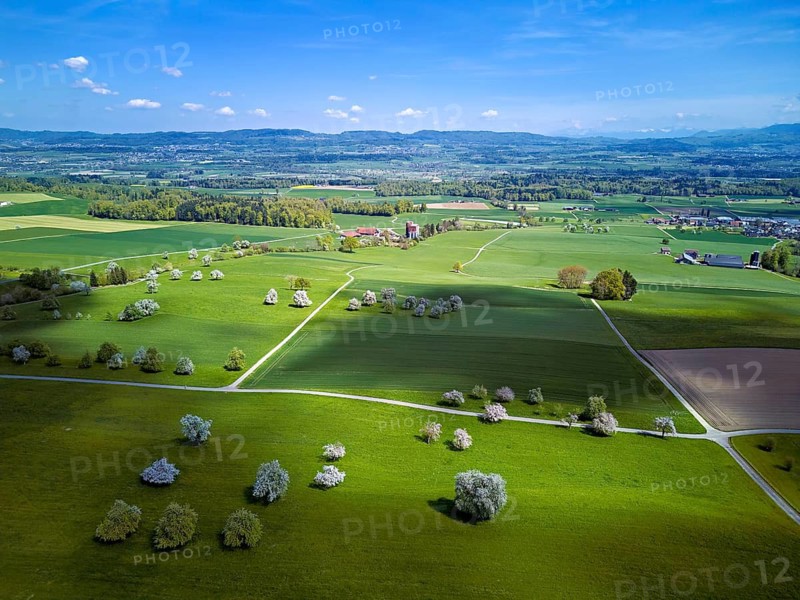 Blooming fruit trees, Beinwil, Freiamt, Canton of Aargau Switzerland