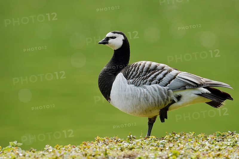 Barnacle Goose (Branta leucopsis), North Rhine-Westphalia, Germany