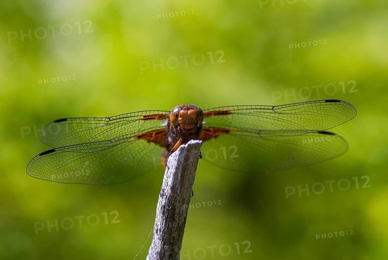 Broad-Bodied Chaser, Libellula Depressa, Flatbelly, Anisoptera, Bulgaria, Damselflies, Dragonflies, Female, Insects, Dragonflies, Odonata, Female