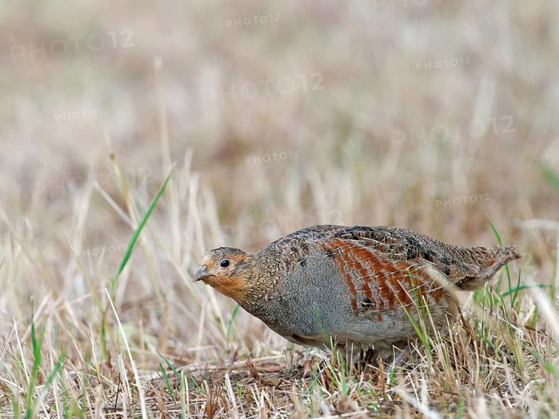 A partridge (Perdix perdix) foraging on a mown meadow, Solms, Hesse, Germany