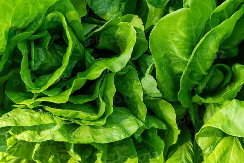 Lettuce, close-up, crop patch, Chelsea Physic Garden, Chelsea, England, Great Britain