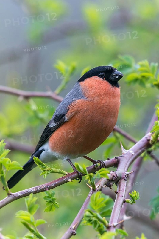 Bullfinch, Bullfinch, Pyrrhula Pyrrhula, Birds, Bullfinch, High Size, Portrait, Male, Passeri, Songbirds, Birds