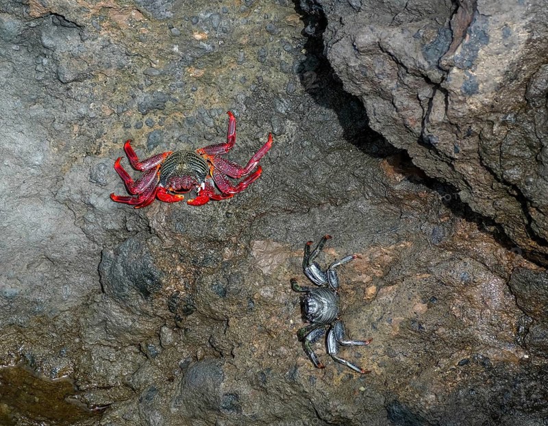 Garachico, Santa Cruz, Tenerife, Canary Islands, Spain - Atlantic rock crabs, Grapsus adscensionis, sit on rocks by the sea near the lava pools in Garachico. Garachico is a small, tranquil, picturesque town right by the sea in the northwest of the island