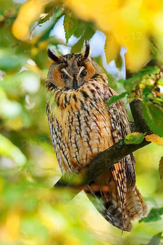 A long-eared owl (Asio otus) perched in a tree in autumn, North Rhine-Westphalia, Germany