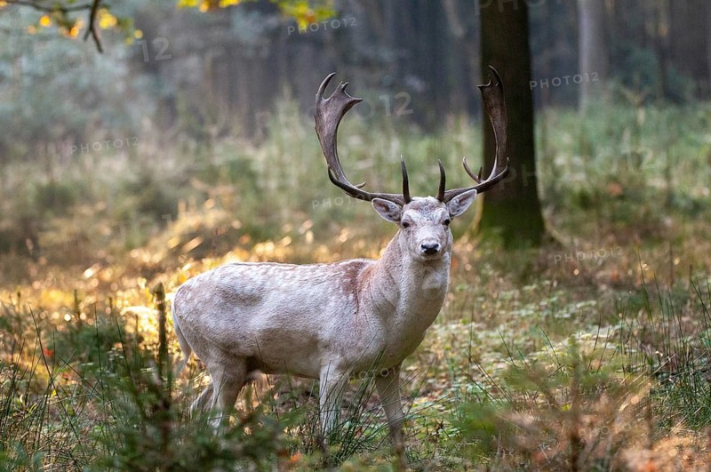 Dama dama, fallow deer, fallow deer, mammals, shovelers, mammals