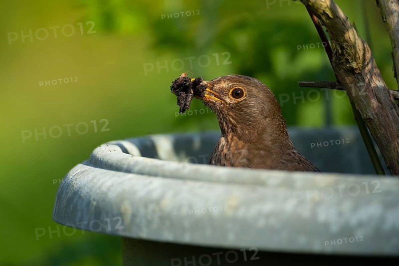 Eurasian blackbird (Turdus merula) adult female garden bird emerging from a plant pot with a beak full of grubs for food, England, United Kingdom