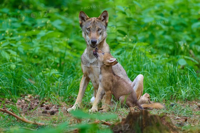 A wolf with a cub in a dense forest, both surrounded by lush greenery, summer, wolf (Canis lupus), Germany