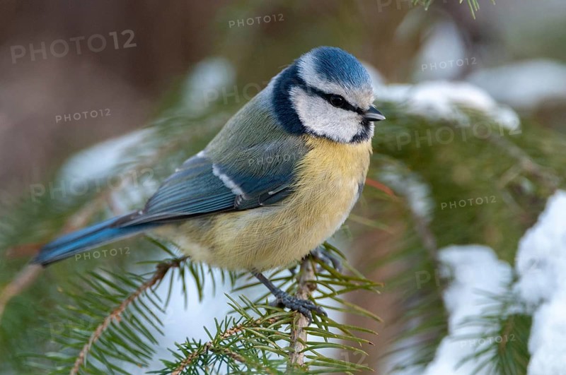 Blue tit, parus caeruleus, birds, tit, passeri, snow, songbirds, snow, songbirds, tits, birds, winter