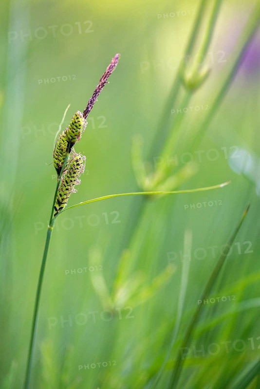 Brown harrow, carex nigra, cyperaceae, sour grass, meadow harrow, black sedge, common sedge, flora, high size, portrait format, plants, smooth black sedge