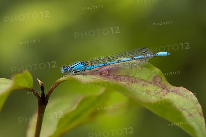 Mug azure maiden, common blue damselfly, enallagma cyathigerum, northern flower, damselflies, dragonflies, insects, dragonflies, odonata, zygoptera