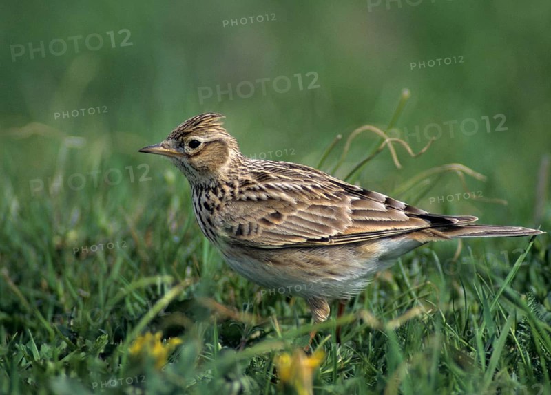 Alauda Arvensis, Skylark, Birds, Leo, Larks, Passeri, Songbirds, Songbirds, Birds