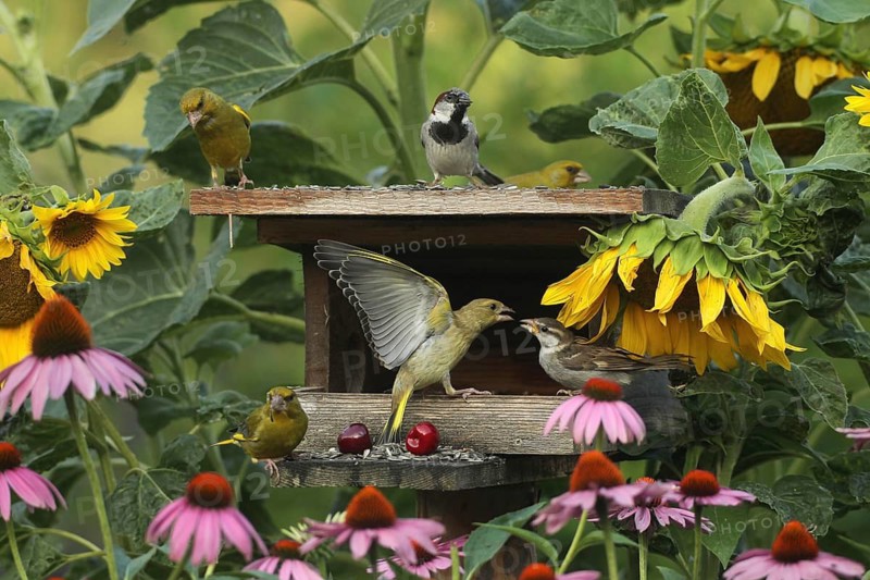 Greenfinches (Chloris chloris) and a male house sparrow at the bird feeder in the summer garden, a greenfinch attacks a house sparrow (Passer domesticus) young bird amongst flowering sunflowers (Helianthus annuus) and purple coneflowers (Echinacea purpurea), Allgäu, Bavaria, Germany