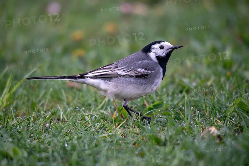 Wagtail, Motacilla Alba, White Wagtail, Birds, Passeri, Songbirds, Birds