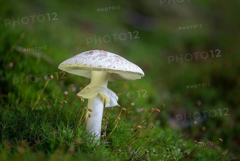 Amanita citrina, Amanita citrina var. alba, amanita mapa, delicate amanita, false death cap, yellow bulbous, yellow bulbous, napkin amanita, lemon-yellow bulbous mushroom, fungi, fungi, mushrooms