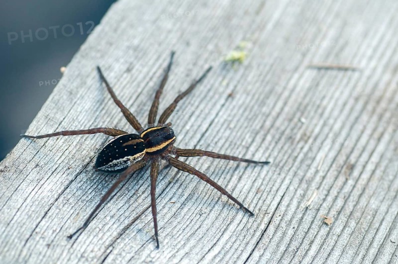 Dolomedes Fimbriatus, Finland, ridged hunting spider, Jesus spider, list spider, raft spider, spiders, spiders