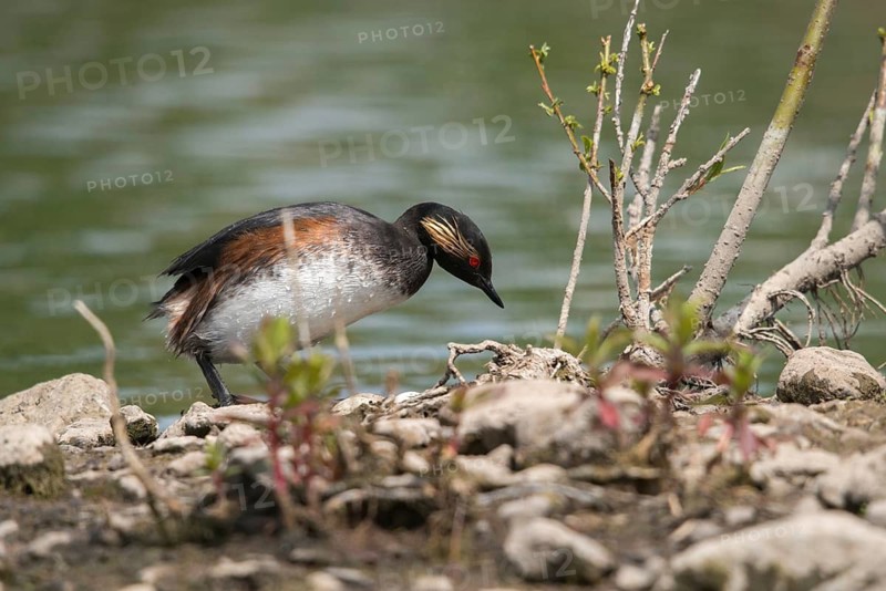 Black-necked grebe, podiceps nigricollis, black-necked grebe, birds, breed, brood, grebe, podicipedidae, diver, birds, waterbirds