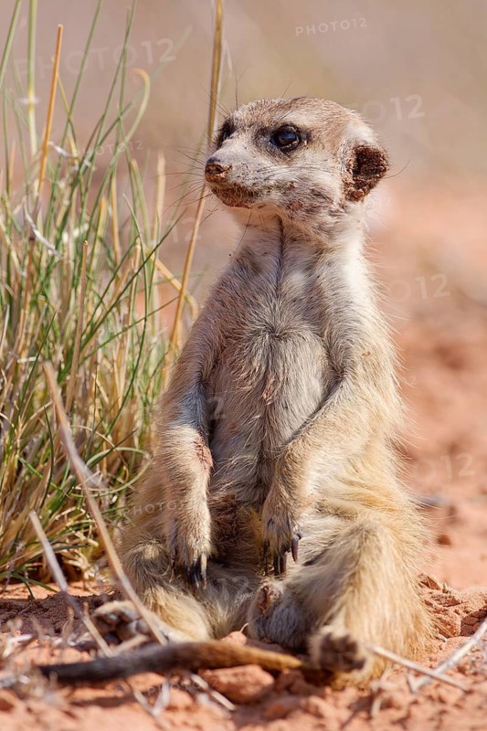 Meerkat (Suricata suricatta), adult sitting upright, face covered in sand, on the lookout, alert, animal portrait, Kgalagadi Transfrontier Park, Northern Cape, South Africa