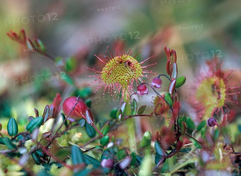 Ericaceae, common cranberry, heather family, cranberry, oxycoccus palustris, primrose, primulaceae, vaccinium oxycoccos, arctic starflower, bog cranberry, chickweed-wintergreen, flora, marshberry, plants, small cranberry, swamp cranberry