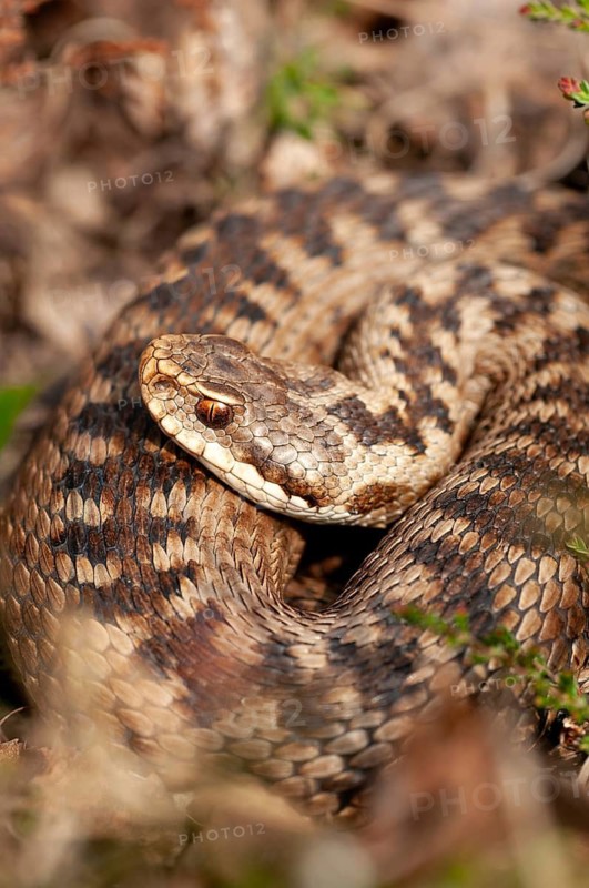European adder, European viper, venomous snake, vipera berus, critters, poisonous, high size, portrait format, reptilia, reptiles, snakes, snakes