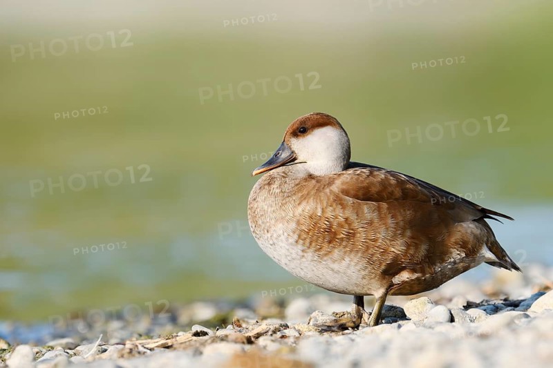 Red-crested Pochard (Netta rufina), female standing on the shore, Lake Constance, Baden-Württemberg, Germany