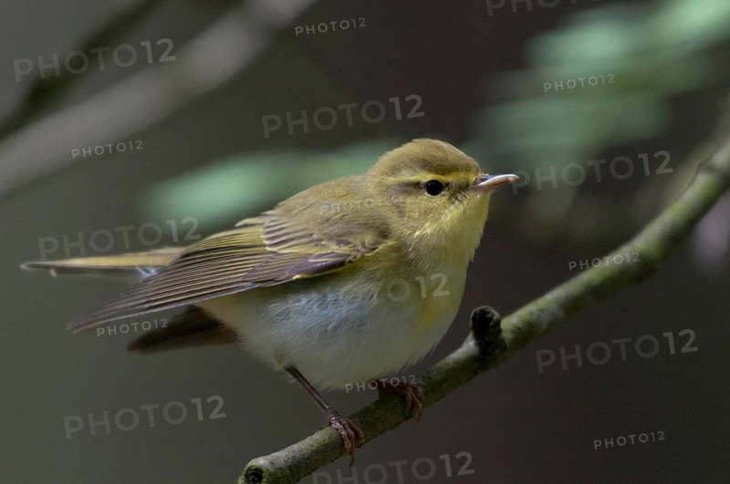 Phylloscopus sibilatrix, woodwarbler, birds, passeri, songbirds, songbirds, birds
