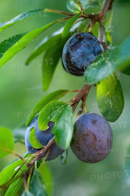 Cultivated plum, cultivated plant, neophyte, plum, Prunus domestica, rosaceae, rose family, flora, high size, portrait format, plants
