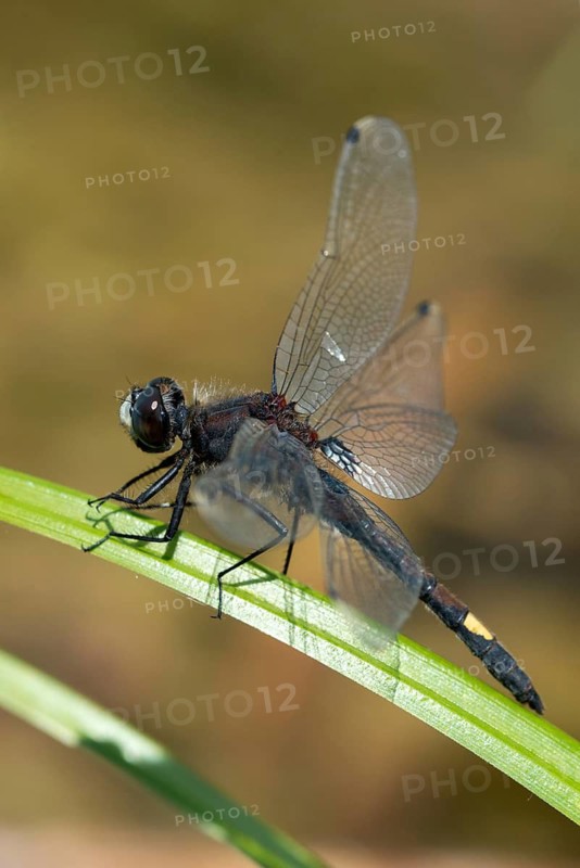 Large moss maiden, large white-faced darter, leucorrhinia pectoralis, yellow-spotted whiteface, anisoptera, damselflies, dragonflies, high size, portrait format, insects, dragonflies, odonata