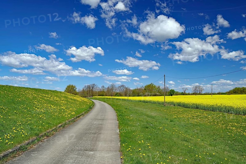 An idyllic country road runs through a landscape with blooming fields, spring, cycle tourism, bicycle tours, Elbe, Mecklenburg-Western Pomerania, Germany