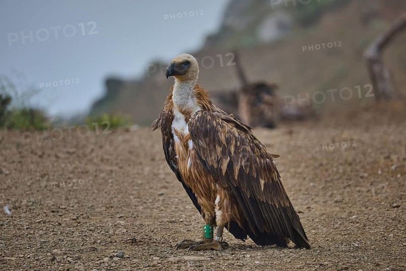 A single vulture with a tag on its leg on stony ground against a misty coastal landscape, griffon vulture (Gyps fulvus), vulture, Vulture Hide, vulture observation post, Mount Koules, Fratri, Agios Vasilios, Rethymno Province, Crete, Greek Islands, Greece