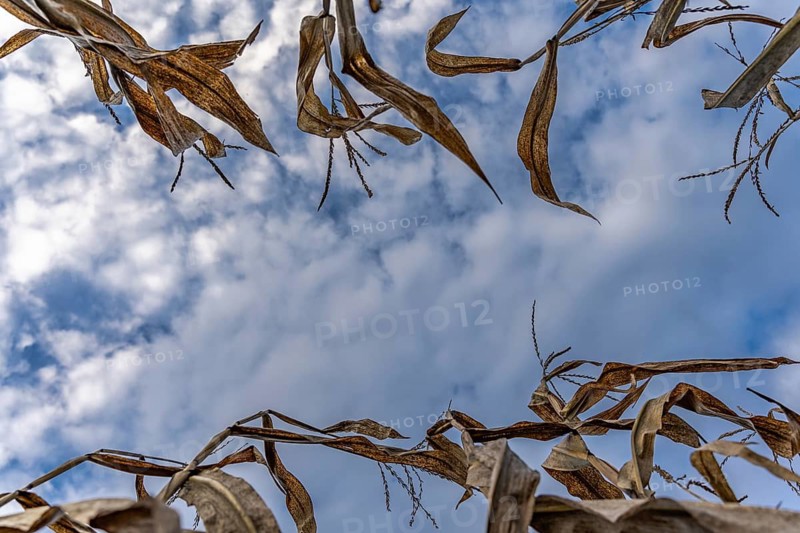 Leaves and stalk of corn in autumn on the background of blue sky with clouds. Copy space in the center of the frame. Environmental Protection Concept